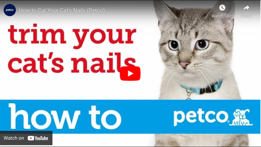 How To Trim My Cat's Claws?