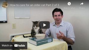 How To Care For A Senior Cat (Part 2 of 3)