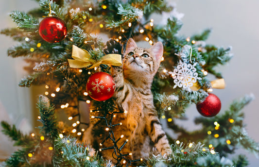 Why Cats Obsess Over Christmas Trees: Unpacking Feline Fascination