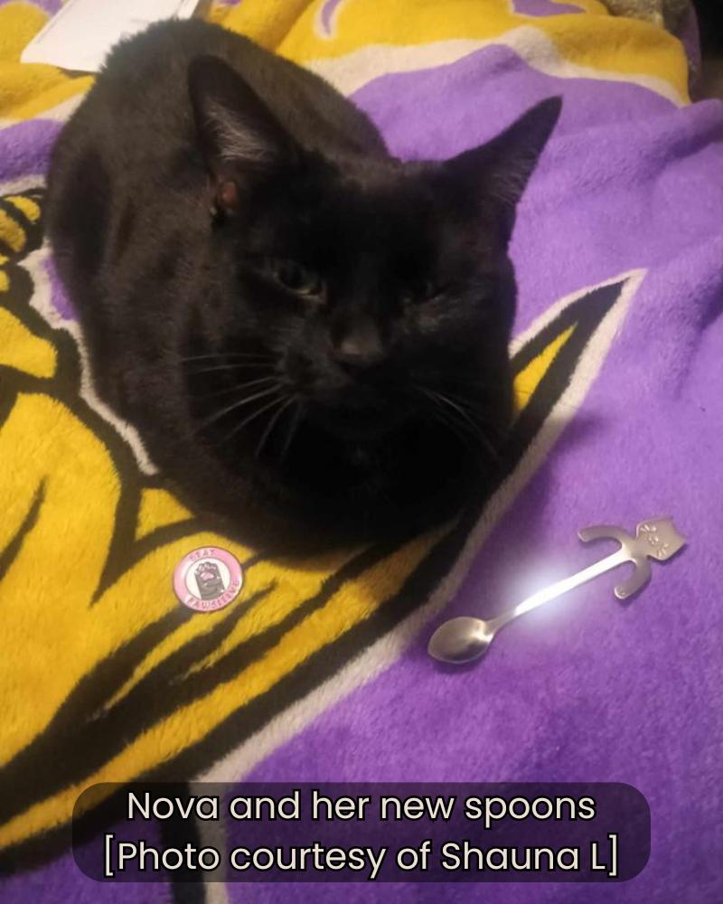 Mug, spoon and free bonuses for cat lovers and cat moms. Perfect gift for cat ladies