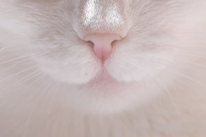 Why Are Cats Noses Wet?