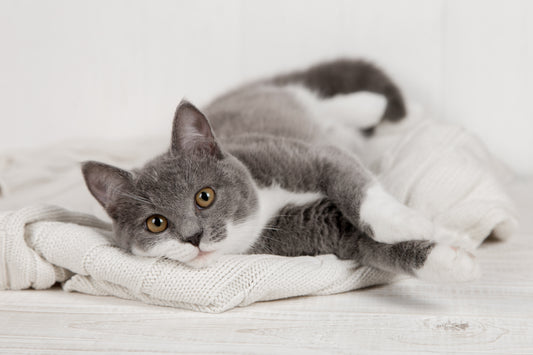 Caring For Cats After Surgery