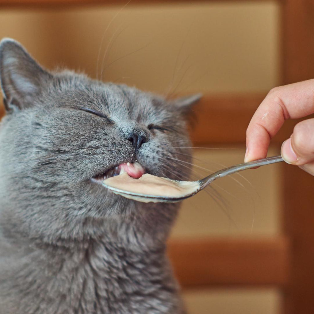 How to Stop Your Cat From Being a Picky Eater
