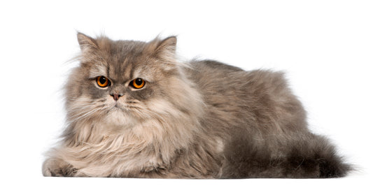 Caring For Cats With No Teeth