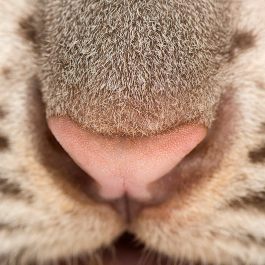 My Cat Keeps On Sneezing
