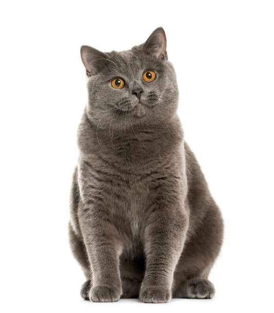 Caring For Cats With Dementia