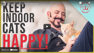 How To Keep My Indoor Cat Happy?