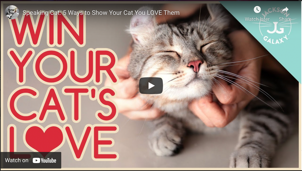 How To Get My Cat To Love Me?