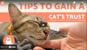 How To Gain The Trust Of A Cat?