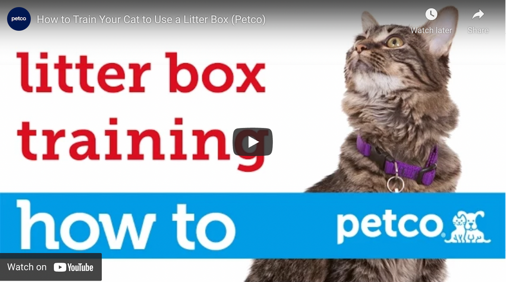 How To Get My Cat To Use The Litter Box?