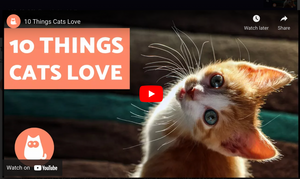 What Do Cats Love?