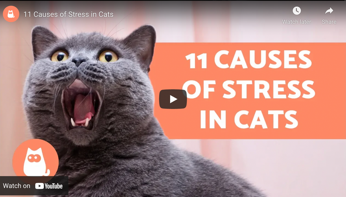 Causes Of Stress In Cats