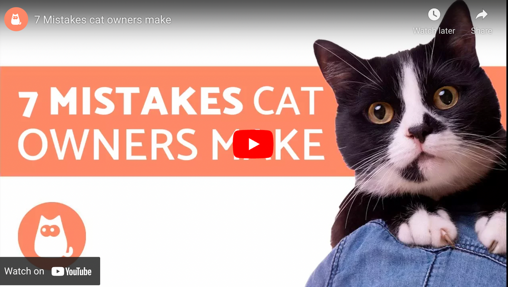 Mistakes Cat Owners Make