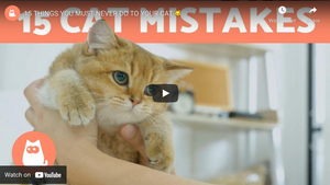 15 Things You Must Never Do To Your Cat