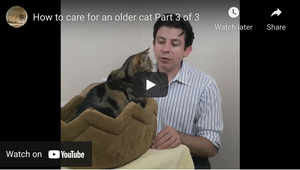 How To Care For A Senior Cat (Part 3 of 3)