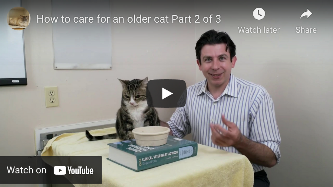 how to care for a senior cat