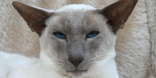 Top 10 Cat Breeds and Their Unique Personalities