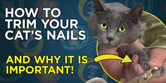 How to Trim Your Cat’s Nails if They Hate Having Their Paws Touched