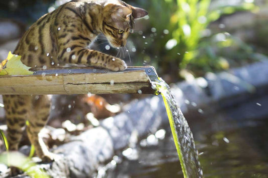 Why Are Cats Scared Of Water?