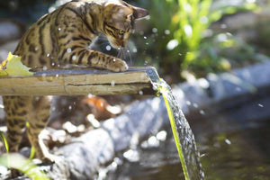 Why Are Cats Scared Of Water?