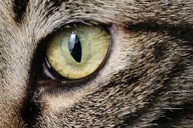 close of up a cat's eye