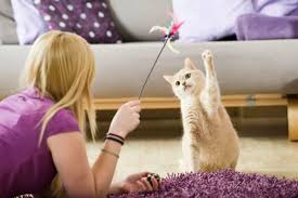 The Psychology of Cat Play: Why Playtime is Crucial for Cats ...