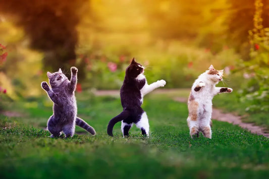 Creating a Community of Cat Lovers: How to Host a Cat Meet-Up or Online Event