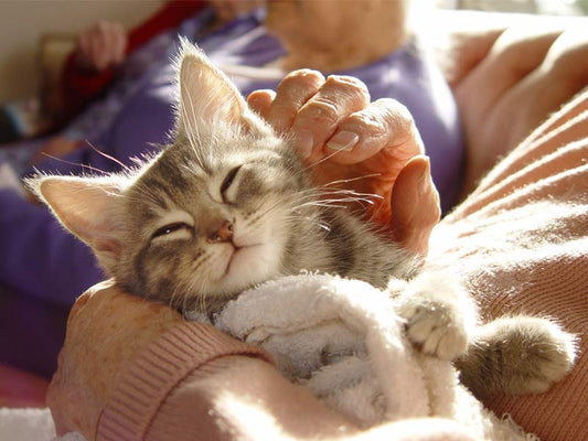 The Role of Cats in Therapy: How Felines Are Helping Humans Heal