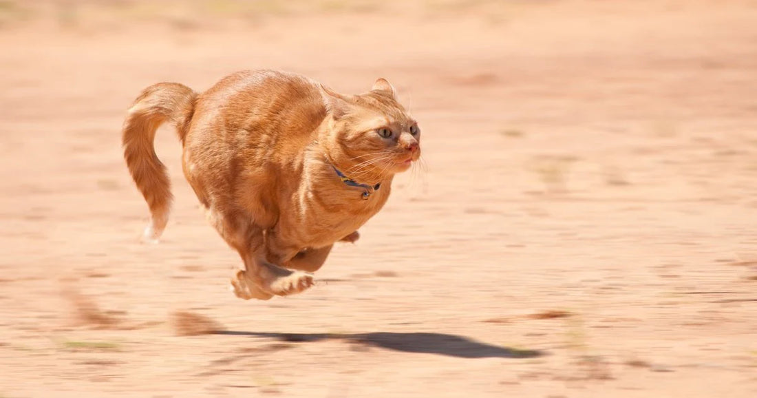 The Curious Case of Post-Poop Zoomies in Cats: What’s Behind the Frenzied Dashes?