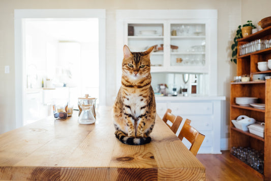 How To Stop My Cat From Biting?