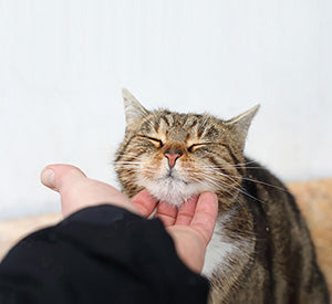 The Science Behind Cats’ Purring: Why Do Cats Pur