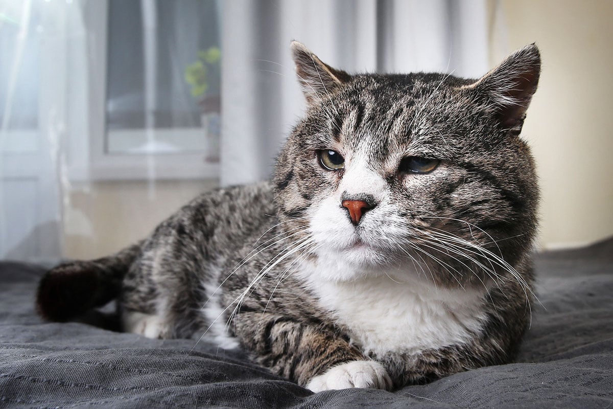 Adopting a Senior Cat: Why Older Cats Make Great Companions ...