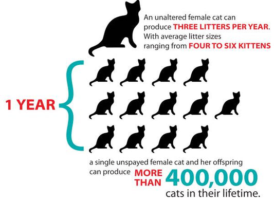 The Importance of Spaying and Neutering: Debunking Myths and Understanding Benefits