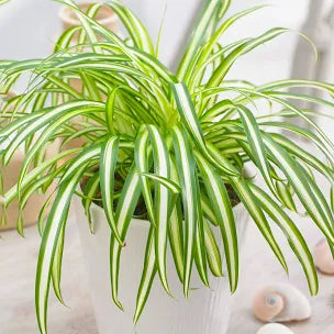 The Best Cat-Friendly Plants: Keeping Your Home Safe and Green