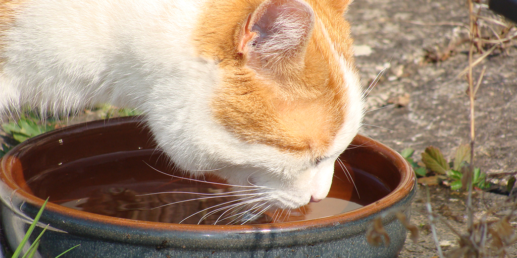 How To Get My Cat To Drink Water?